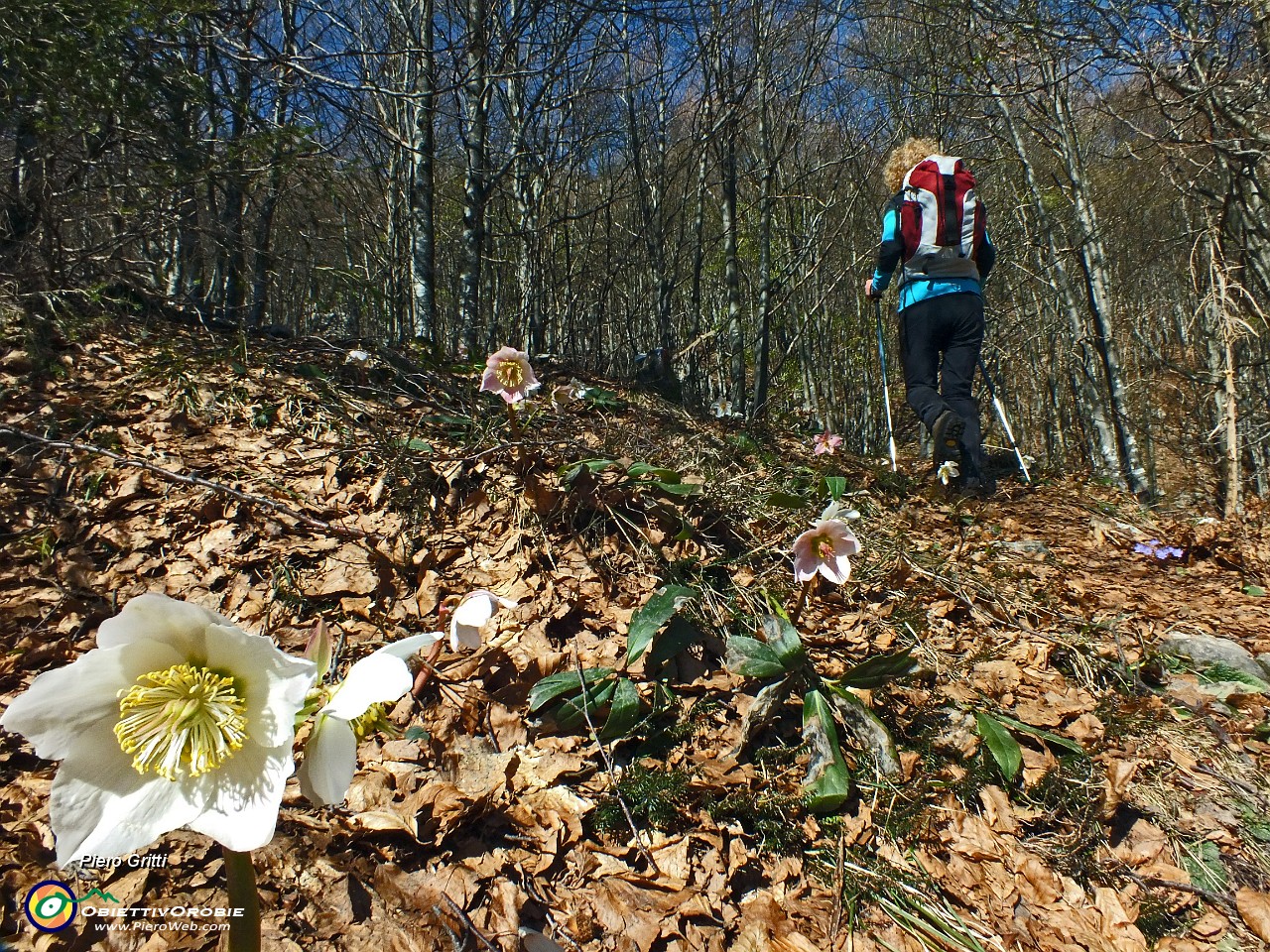 25 Ellebori in fiore....JPG